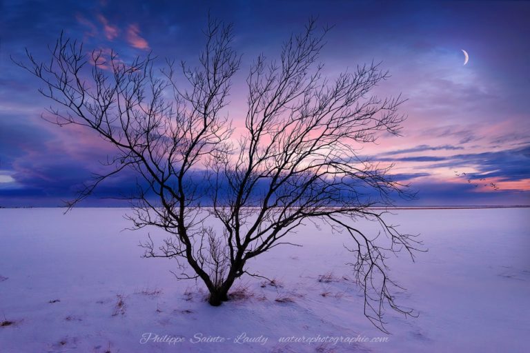 The Cold Moon Arbre en hiver au coucher du soleil en Islande