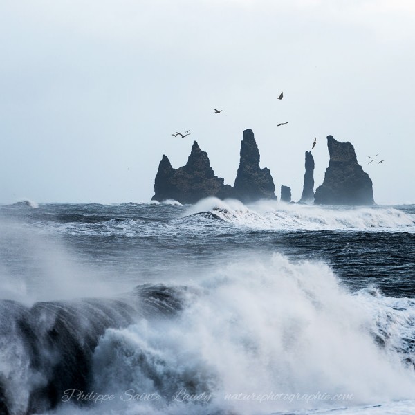 Reynisdrangar’birds