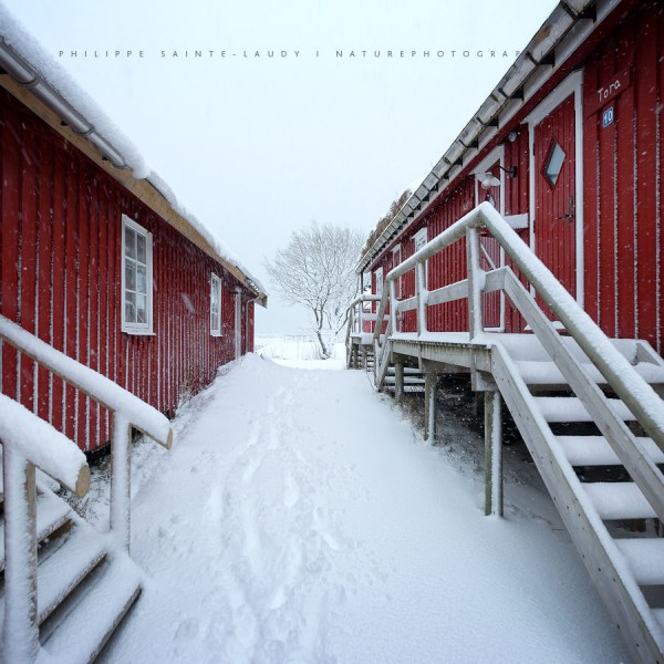 Running Red Balade entre les rorbus des Lofoten