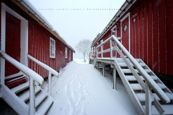 Balade entre les rorbus des Lofoten