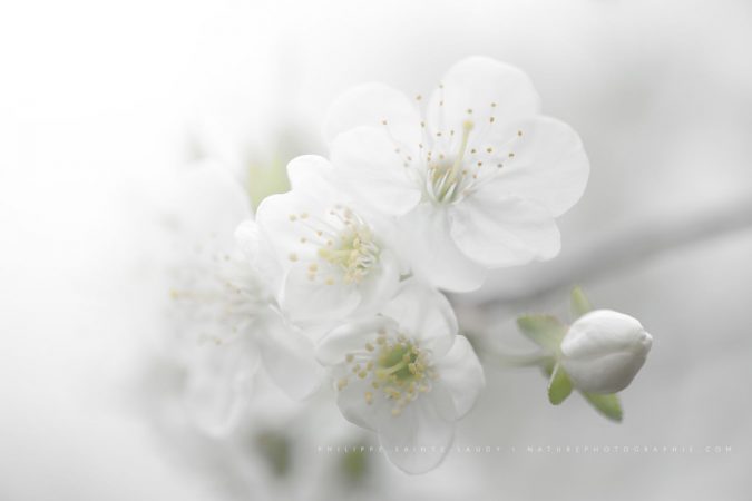 Fade to White