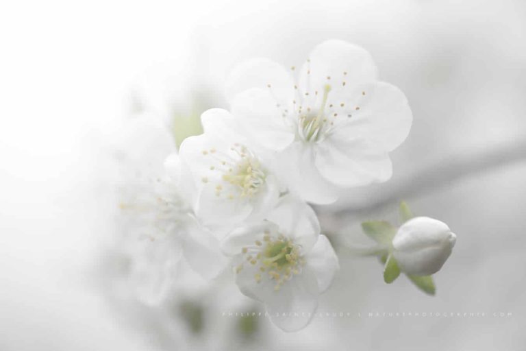 Fade to White