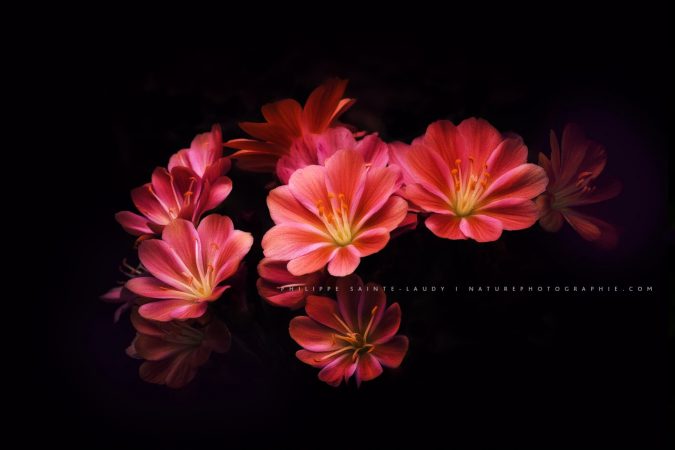 For The Most Beautiful Girl In The World Photos de fleurs rouge