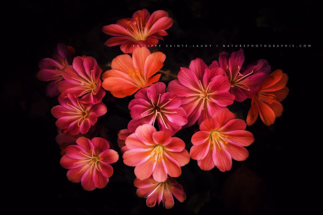 Fleurs et paintography