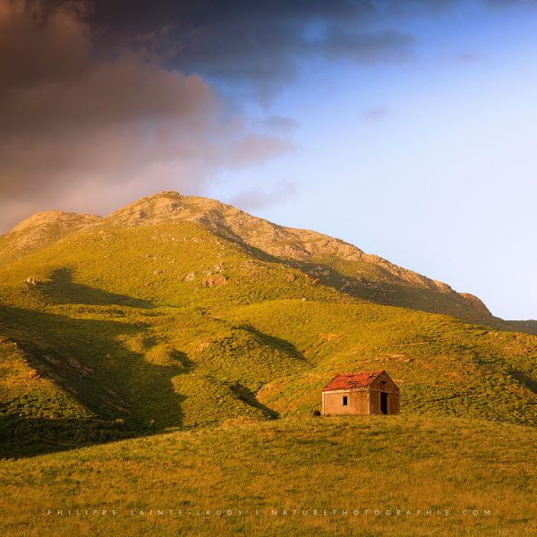 Light Skinned Beauty