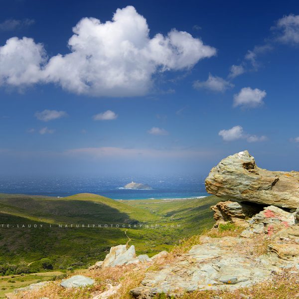 Screaming ine the Wind