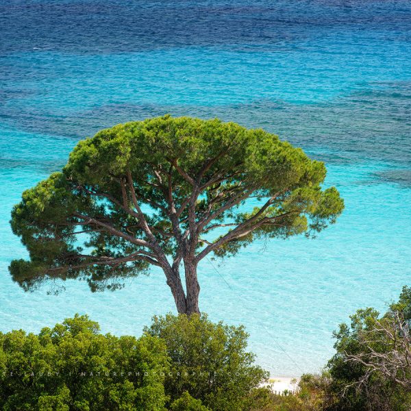 The colors of Palombaggia Au-dessus de la plage de Palombaggia