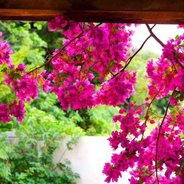 What The Heart Wants