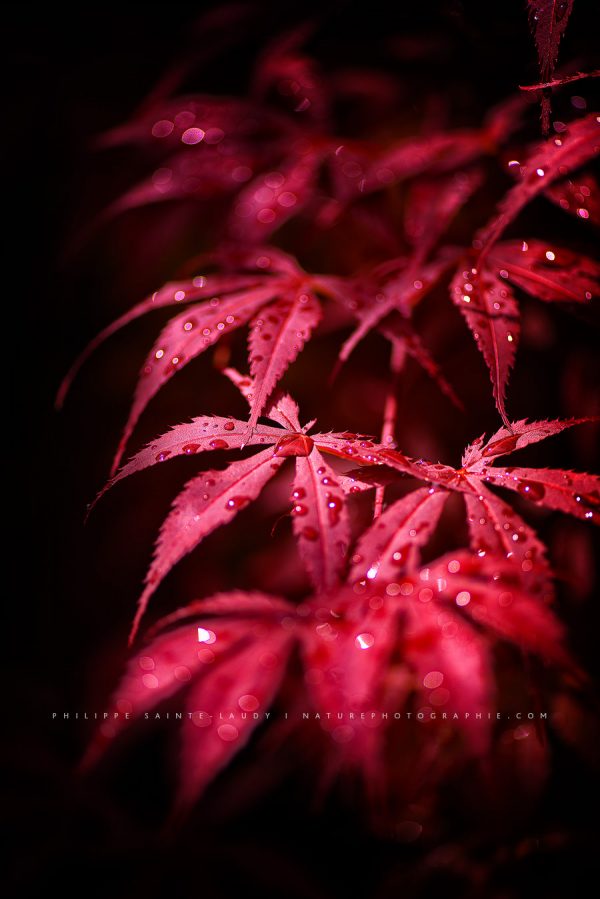 Feuilles d'érable rouge