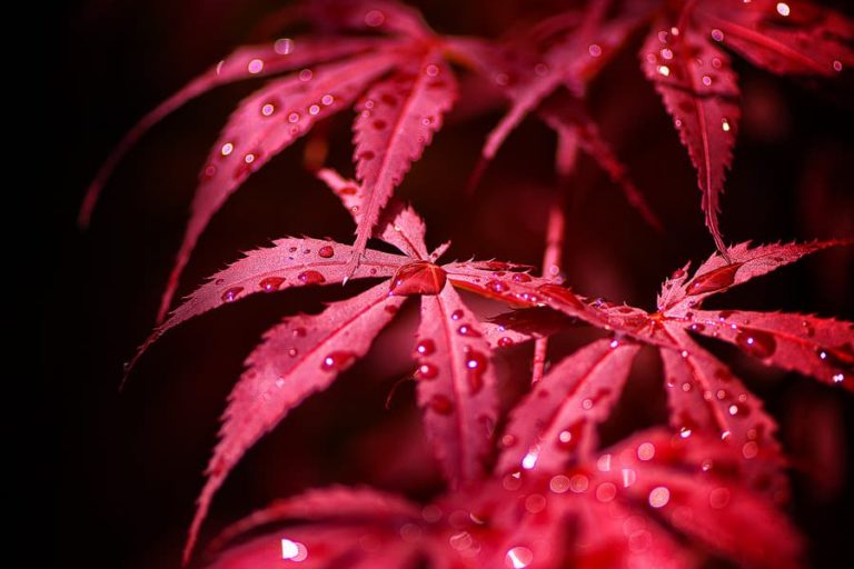 Behind Closed Eyes Feuilles d'érable rouge