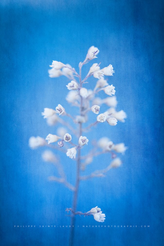 Blue Pause