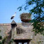 Cigogne à l'écomusée d'Ungersheim