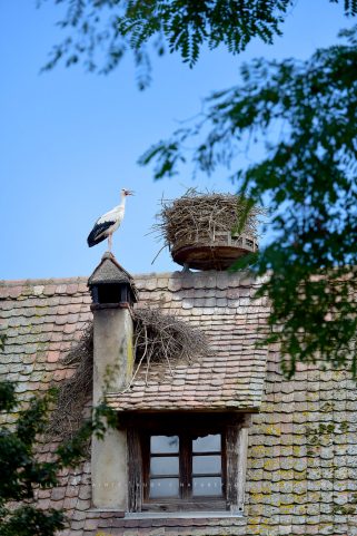 Cigogne en Alsace