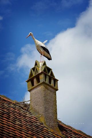 Cigogne en Alsace