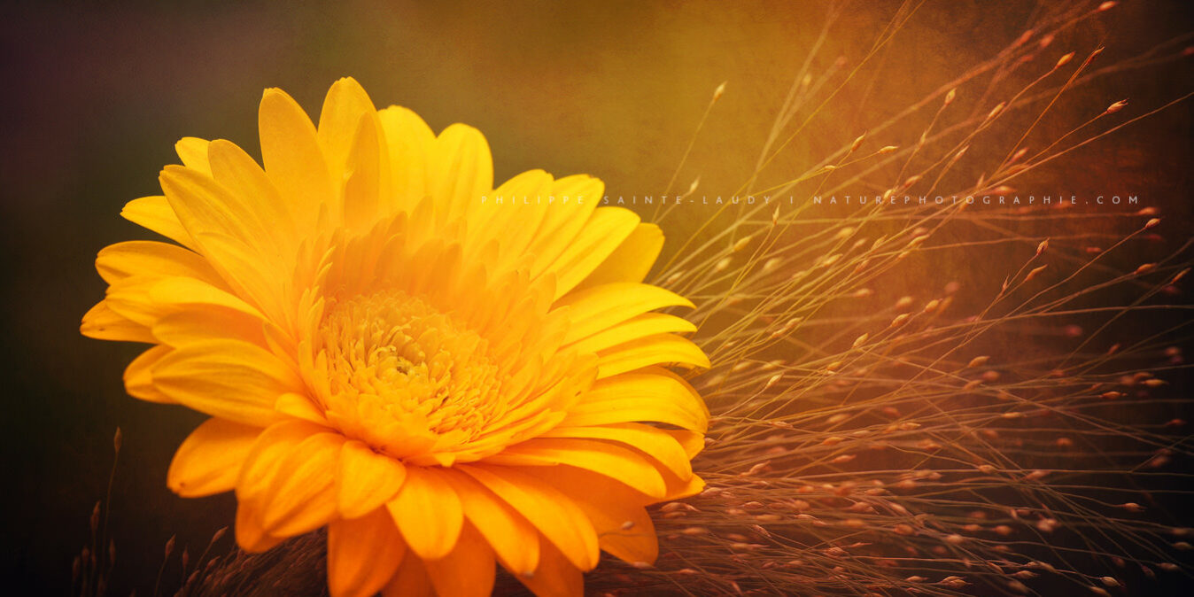 Facing The Sun