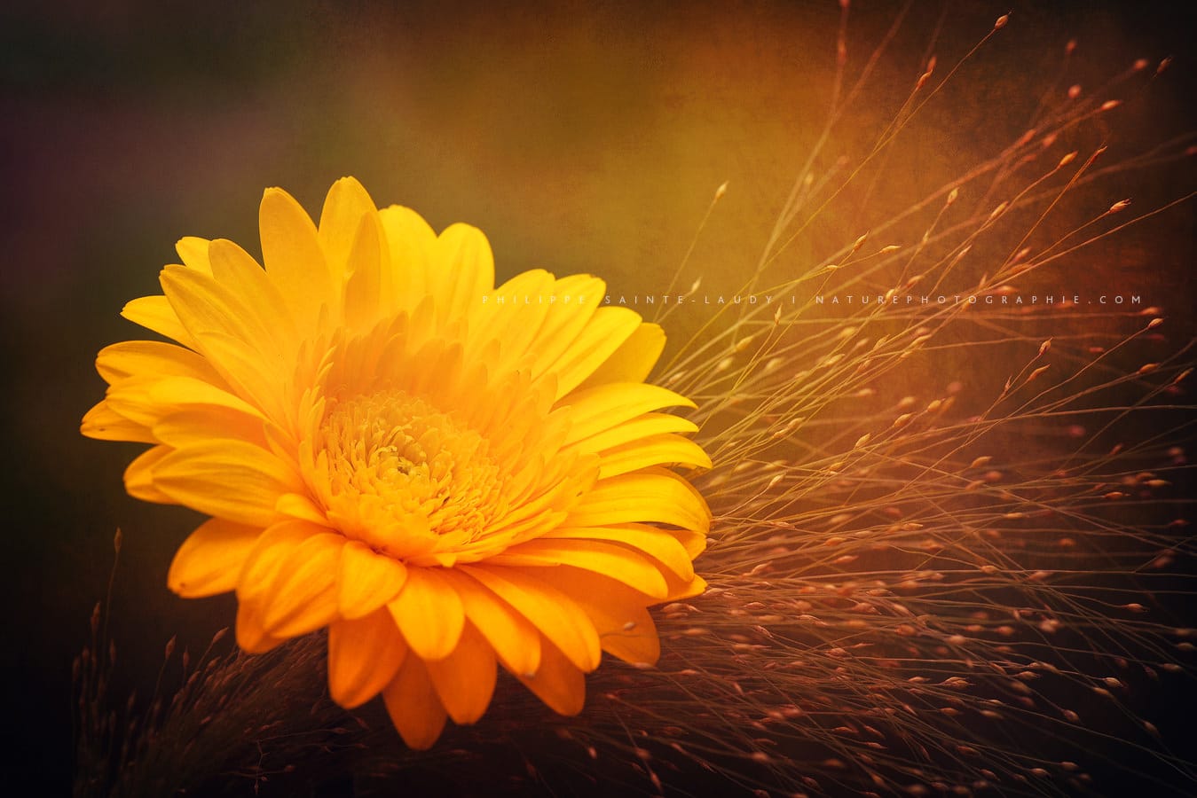 Gerbera jaune