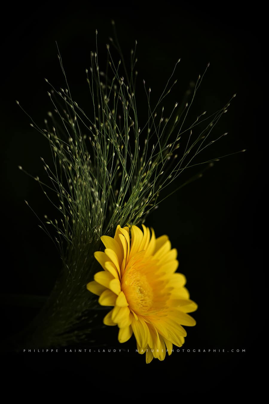 Gerbera jaune