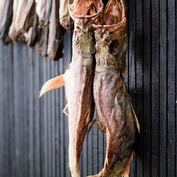 Fin de vie Des morues en train de sécher sur les îles Féroé
