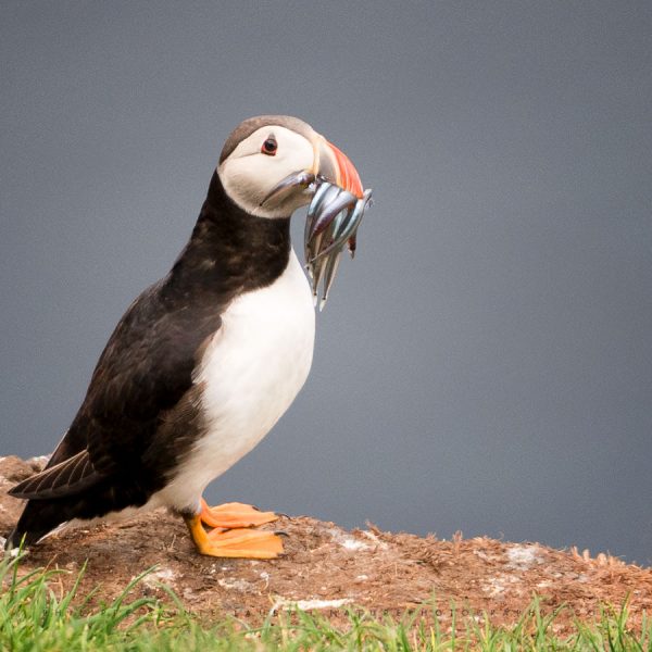 Macareux, l’oeil triste