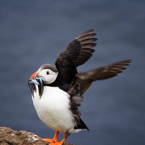 Macareux à l’atterrissage Macareux à l'atterrissage - île de Mykines