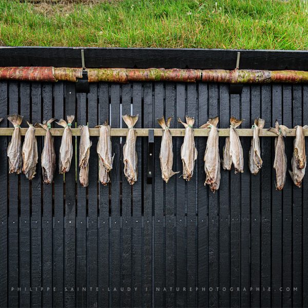 Morues séchées