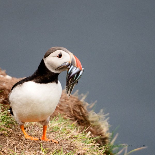 Retour de pêche macareux
