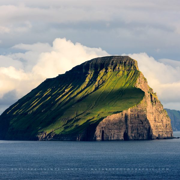 Something Wild In The Ocean