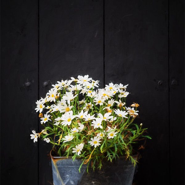 Take It As A Present