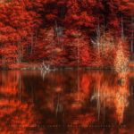 Forêt rouge en automne aux mille étangs