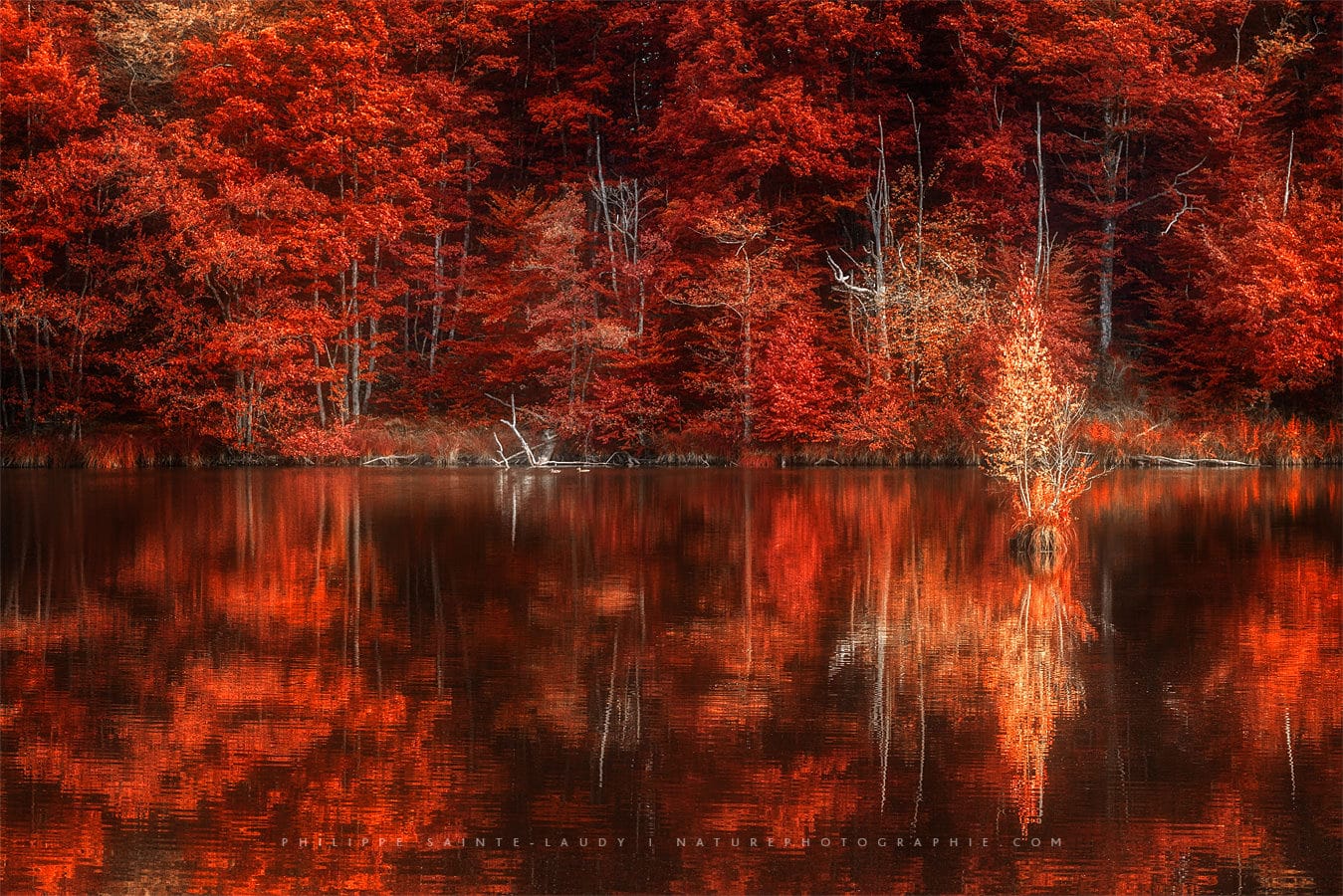 Forêt rouge en automne aux mille étangs