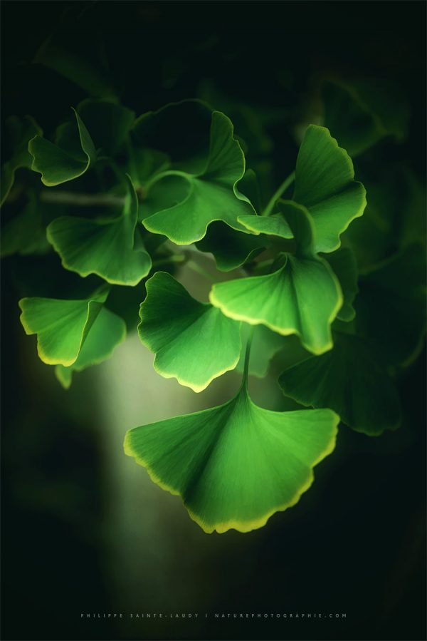 Green Leaves of Ginkgo