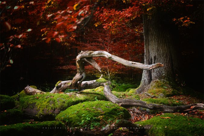 The Beauty of Silence