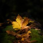 Feuille d'arbre en automne