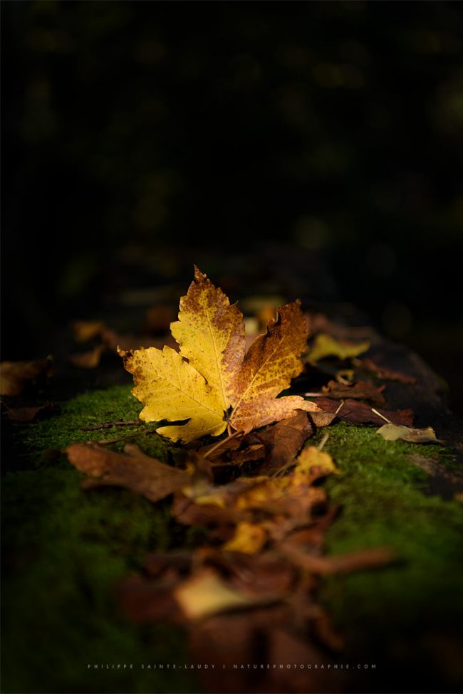 Feuille d'arbre en automne