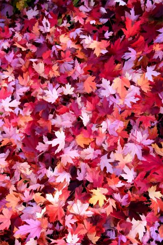 Tapis de feuilles rouges d'érable
