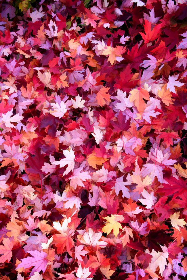 Tapis de feuilles rouges d'érable