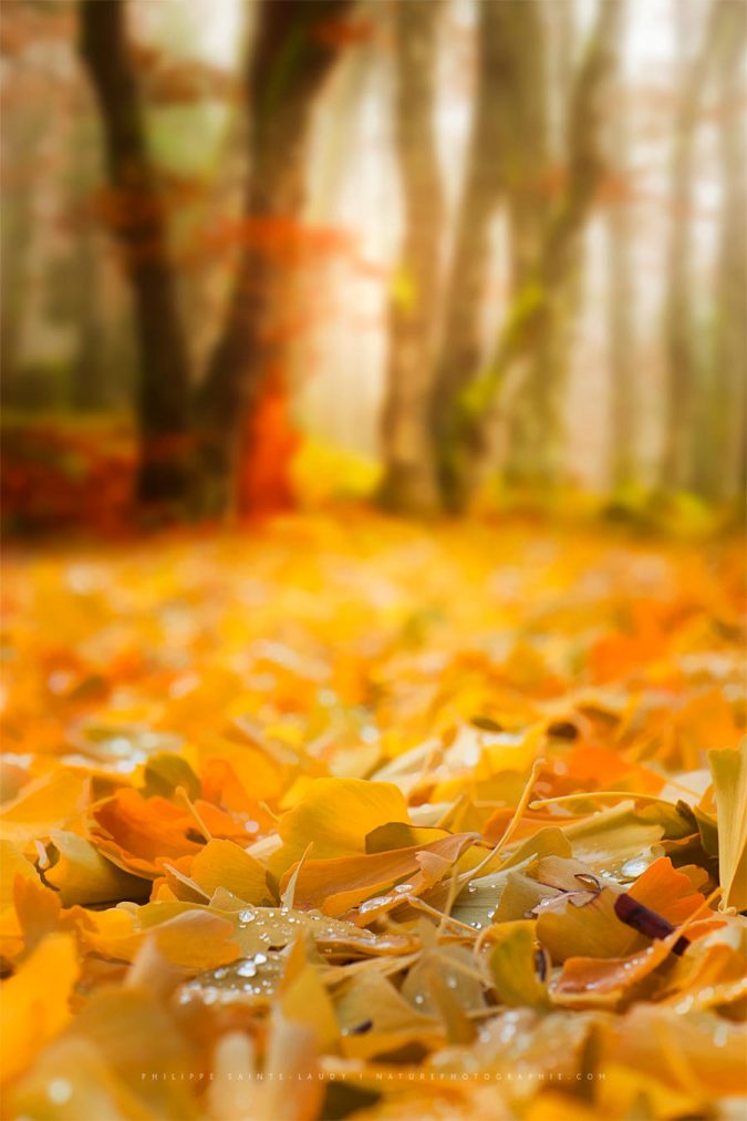Colorful Morning