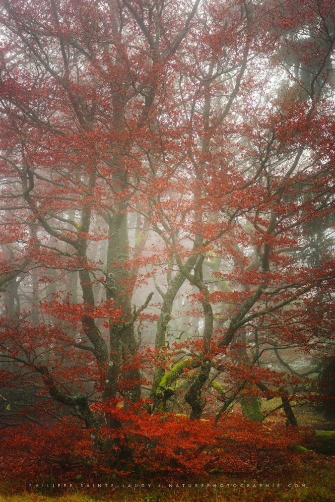 In The Red