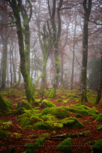 Mossy Forest