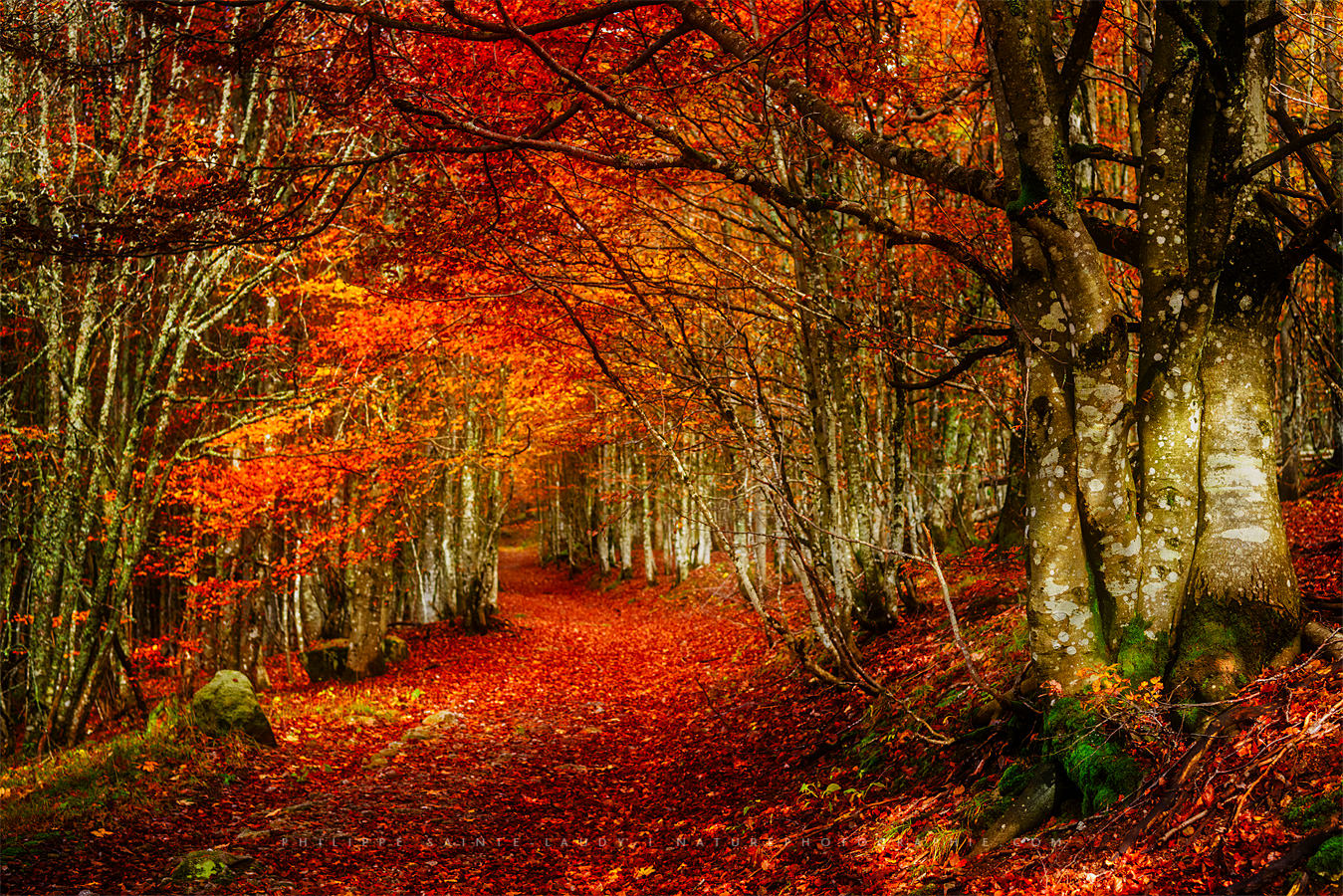 Effet Orton sur une forêt en automne