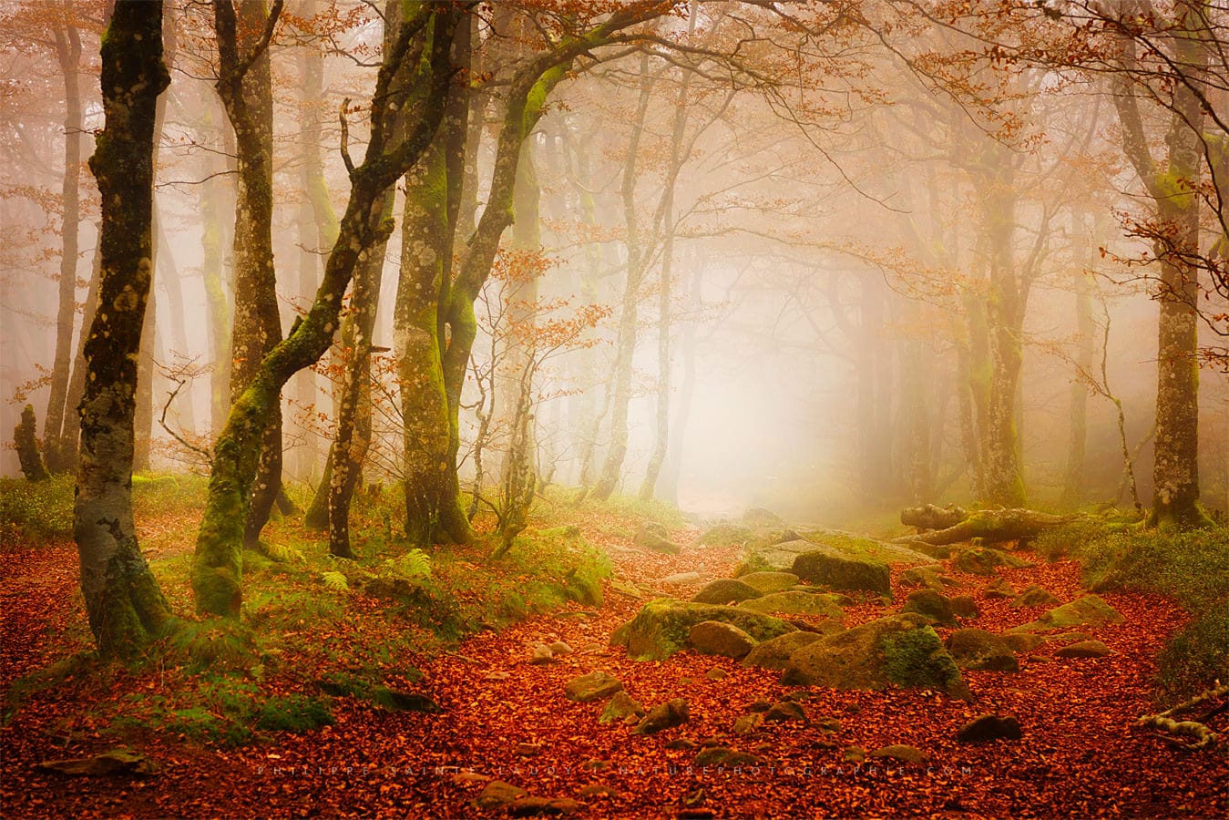 Forêt dans la brume en automne