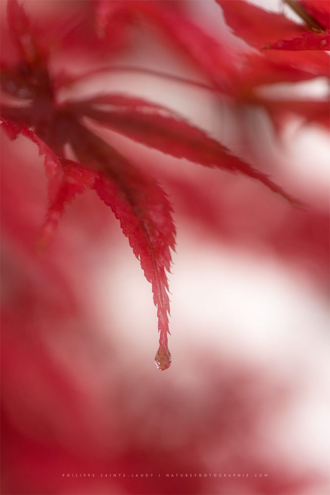 Tears on a Leaf