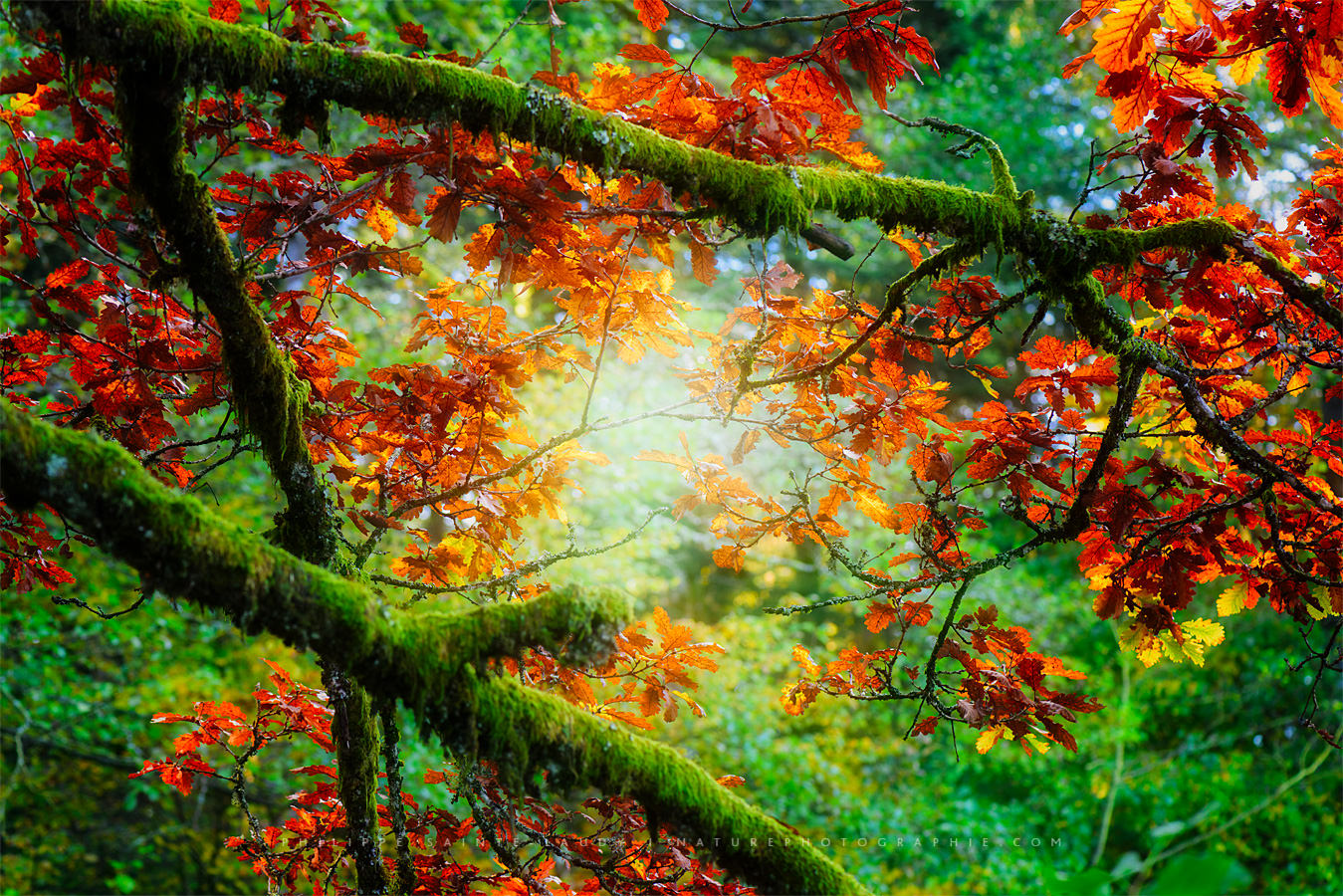 Le soleil traverse les branches d'un arbre en automne