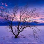 Coucher de soleil en Islande avec un arbre en premier plan