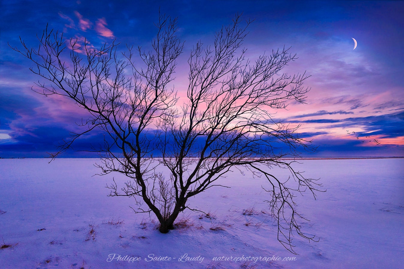 Coucher de soleil en Islande avec un arbre en premier plan