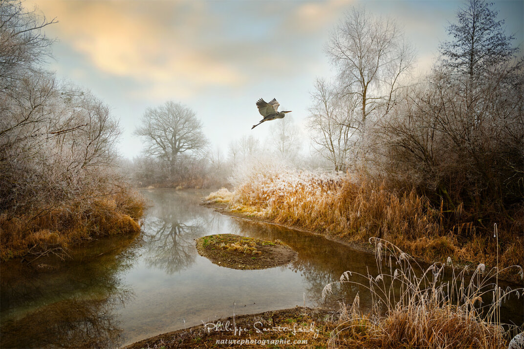 Un héron s'envole dans la campagne en hiver