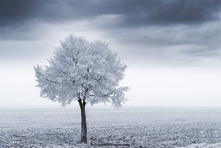Un arbre en hiver