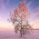 Ciel d'hiver à Oulu en Finlande