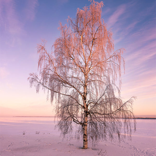 Colours Of Candy Ciel d'hiver à Oulu en Finlande
