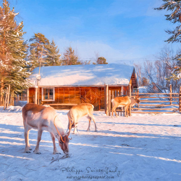 Farm of reindeer Des rennes devant une ferme en Laponie